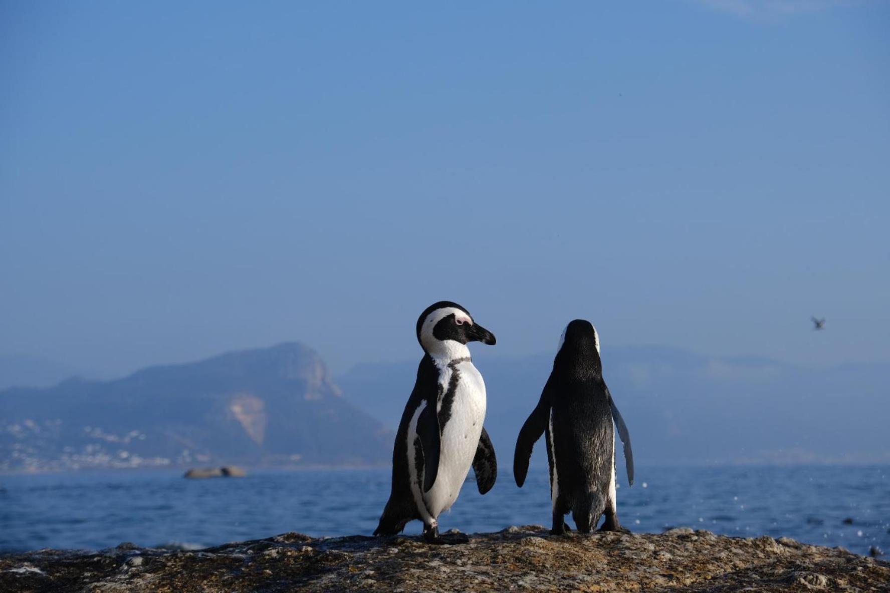 Penguin Haven . Luxury 2 Bedroom, Boulders Beach. Kapsztad Zewnętrze zdjęcie
