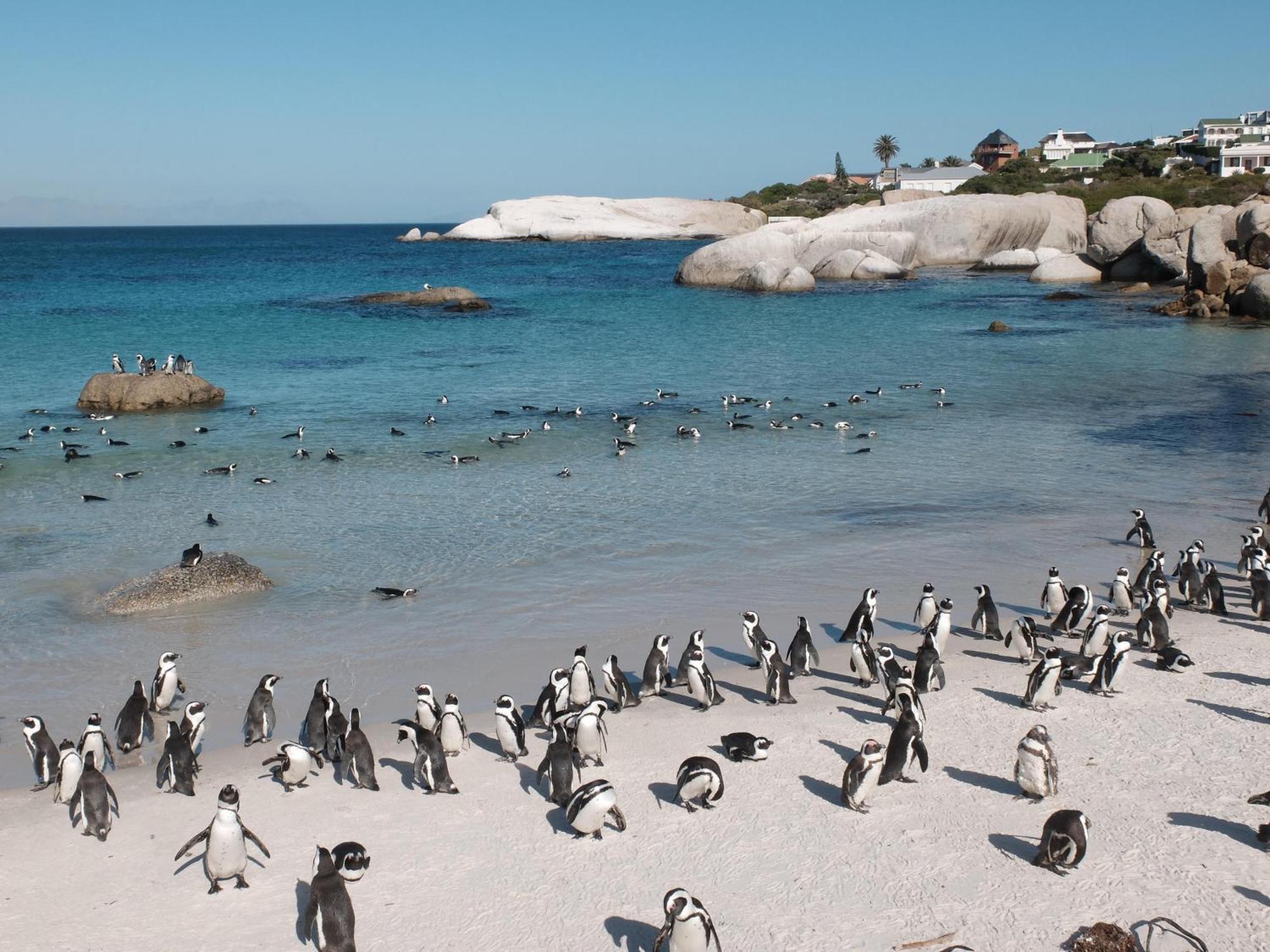 Penguin Haven . Luxury 2 Bedroom, Boulders Beach. Kapsztad Zewnętrze zdjęcie