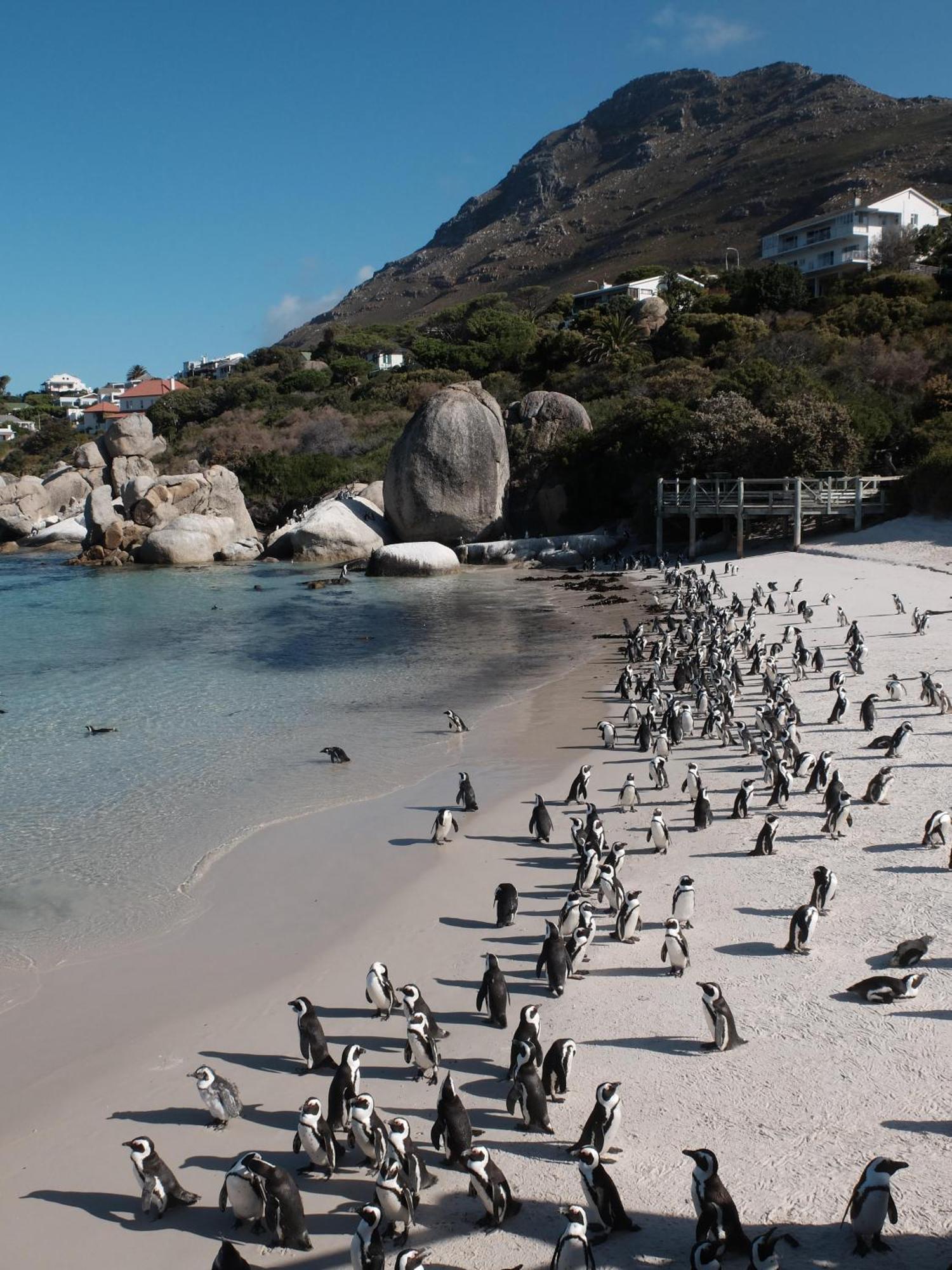 Penguin Haven . Luxury 2 Bedroom, Boulders Beach. Kapsztad Zewnętrze zdjęcie